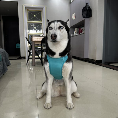 Dog wearing chest vibe